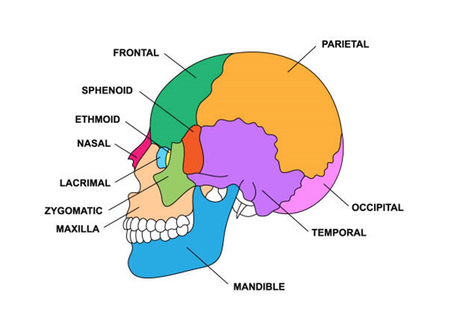 les différentes parties du crâne