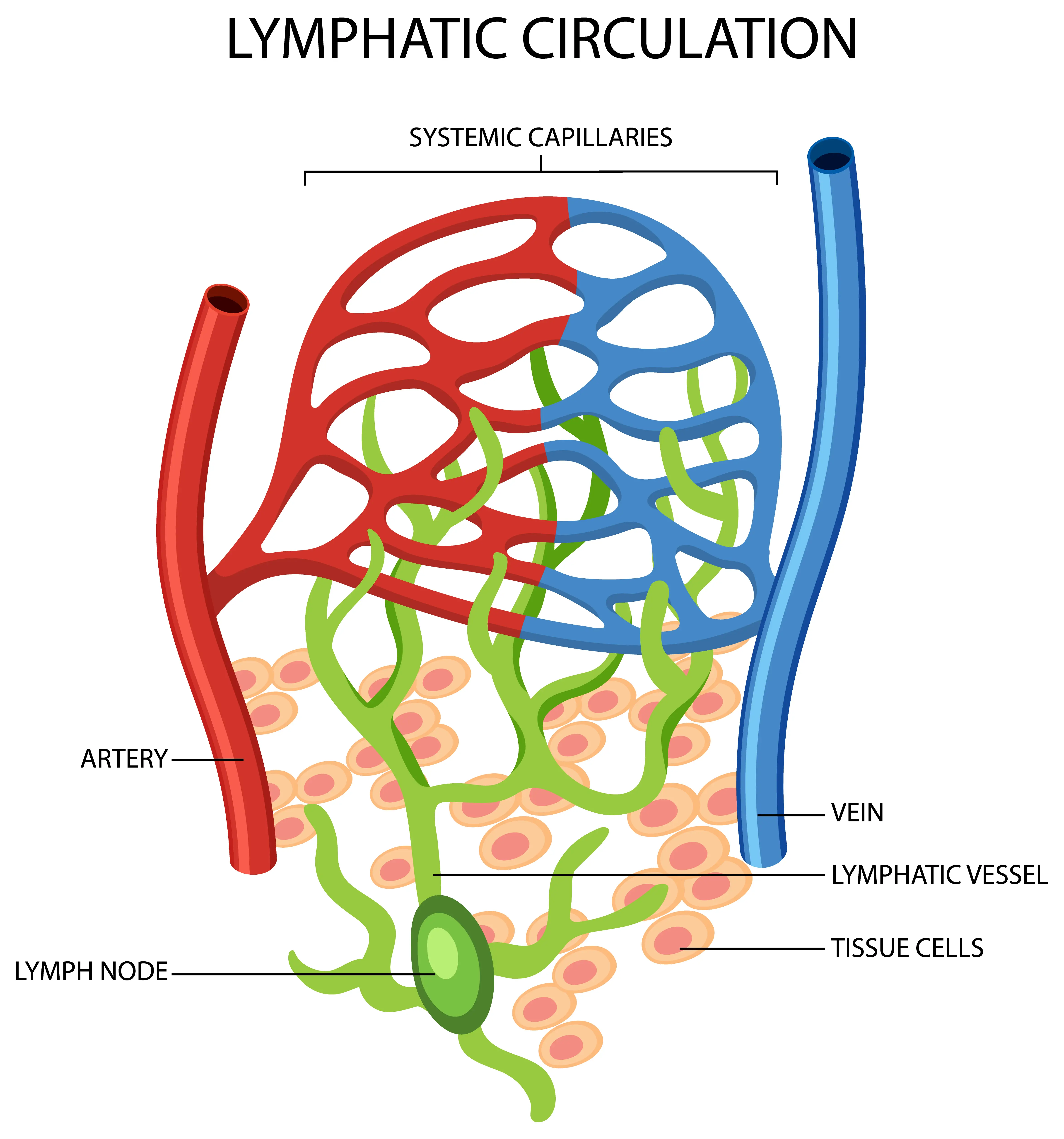 schéma circulation lymphatique