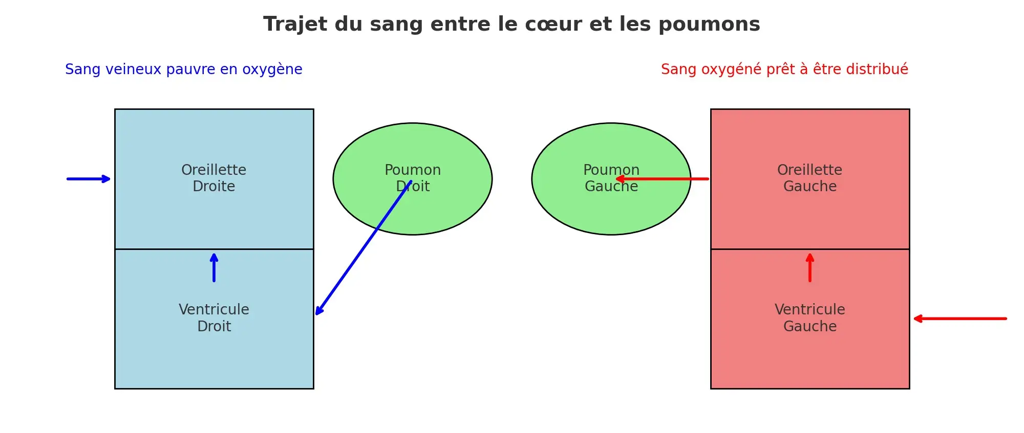 Le trajet du sang dans le cœur et les poumons