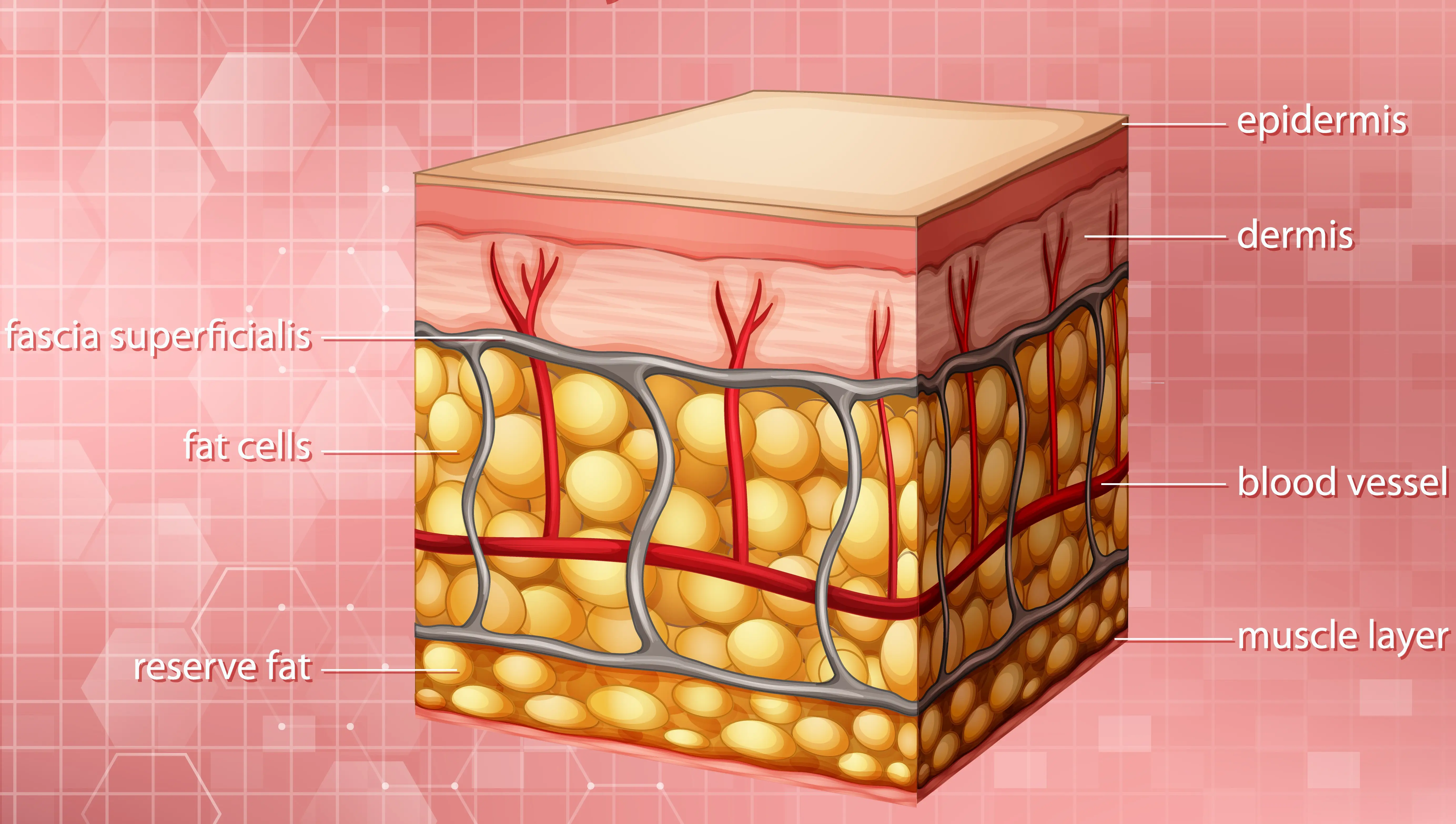 les différentes couches du visage